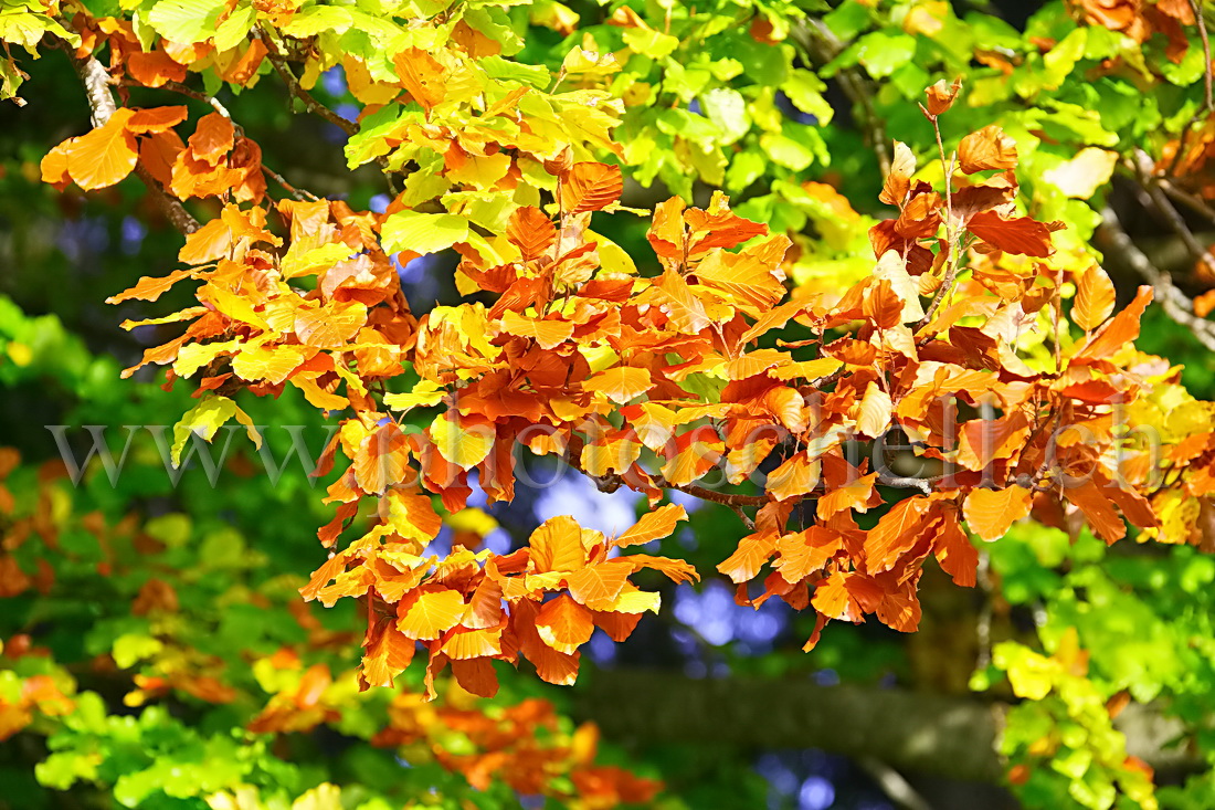 Feuilles d'automnes sur fond bleu