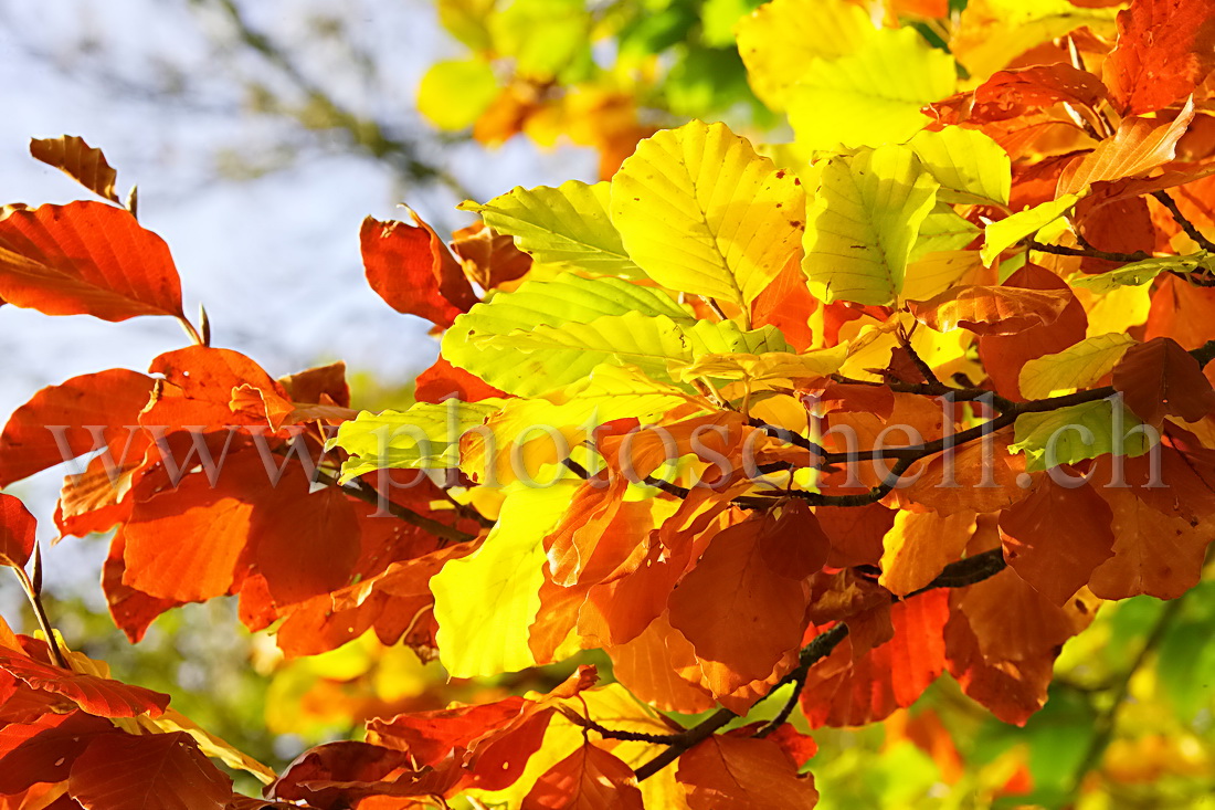 Détails de feuilles colorées