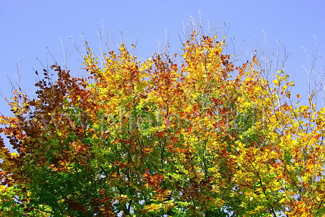 Dégradé de couleurs automnales dans le ciel