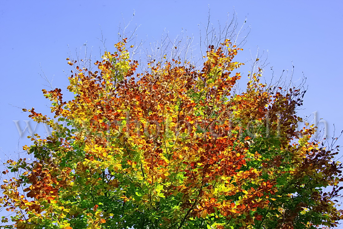 Dégradé de couleurs automnales dans le ciel