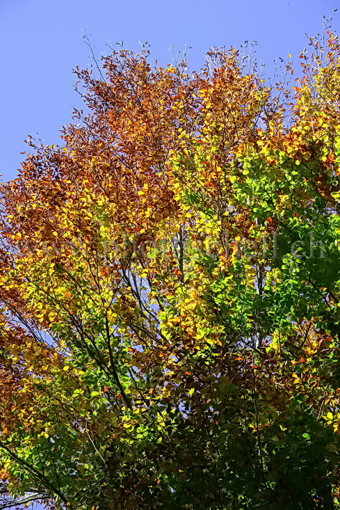 Dégradé de couleurs automnales dans le ciel