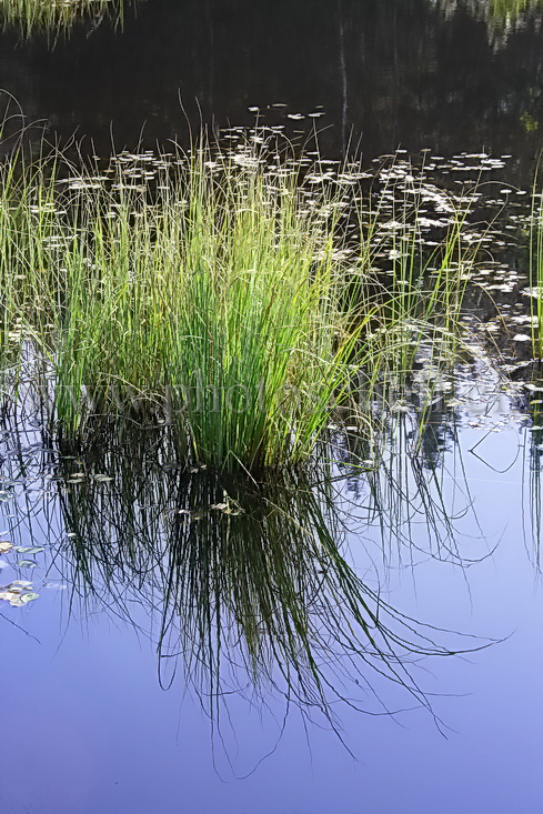 Herbe se reflétant dans l\'eau