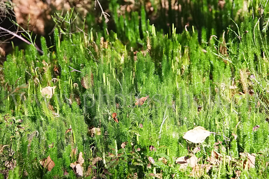 Petit coin de verdure à l'automne