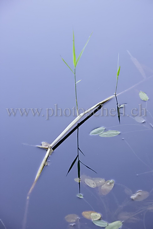 Ombres chinoises sur l'eau