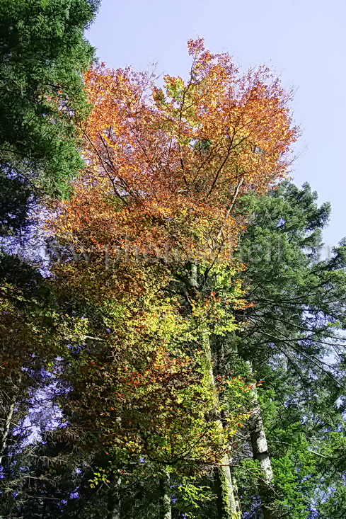 Arbre coloré dans le ciel