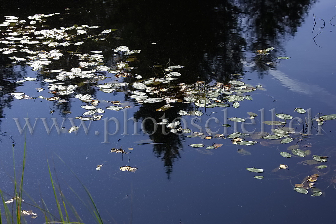 Reflets au milieu des feuilles mortes