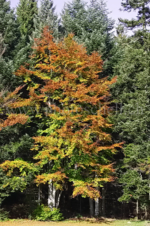 Seul au milieu des sapins