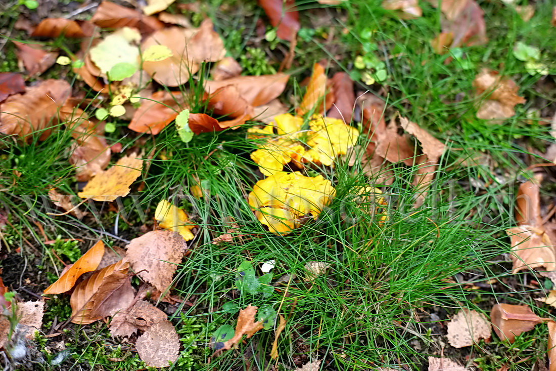 Chanterelles