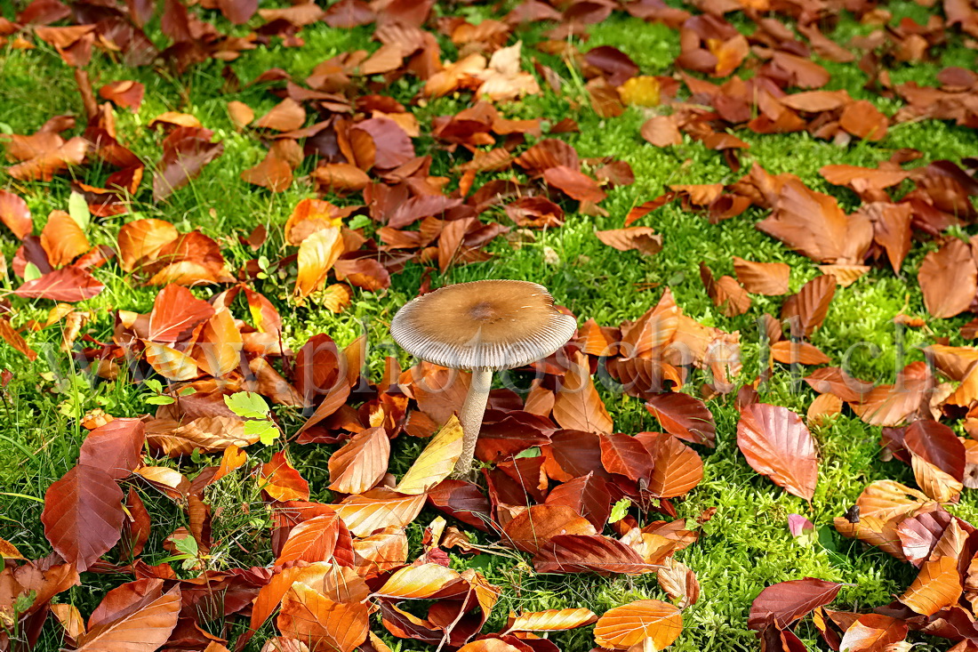 Champignon d'automne