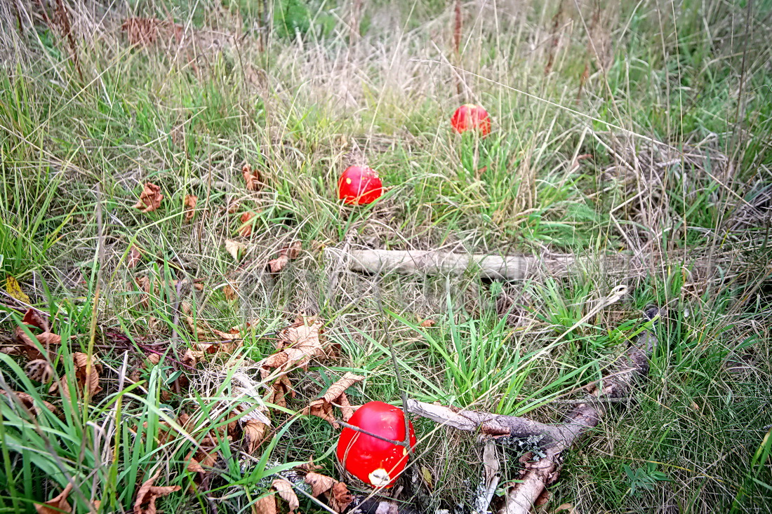 Amanite dans les près...