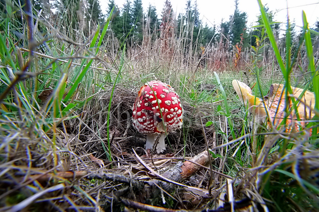 Amanite dans les près...