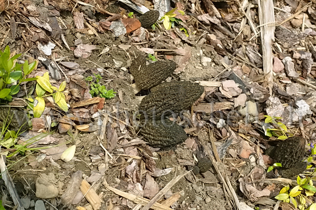 Alignement de morilles