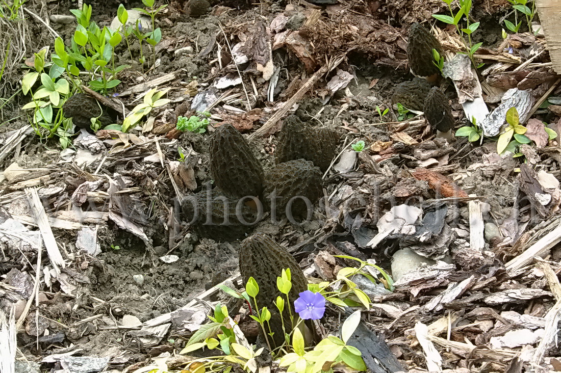 Grappes de morilles