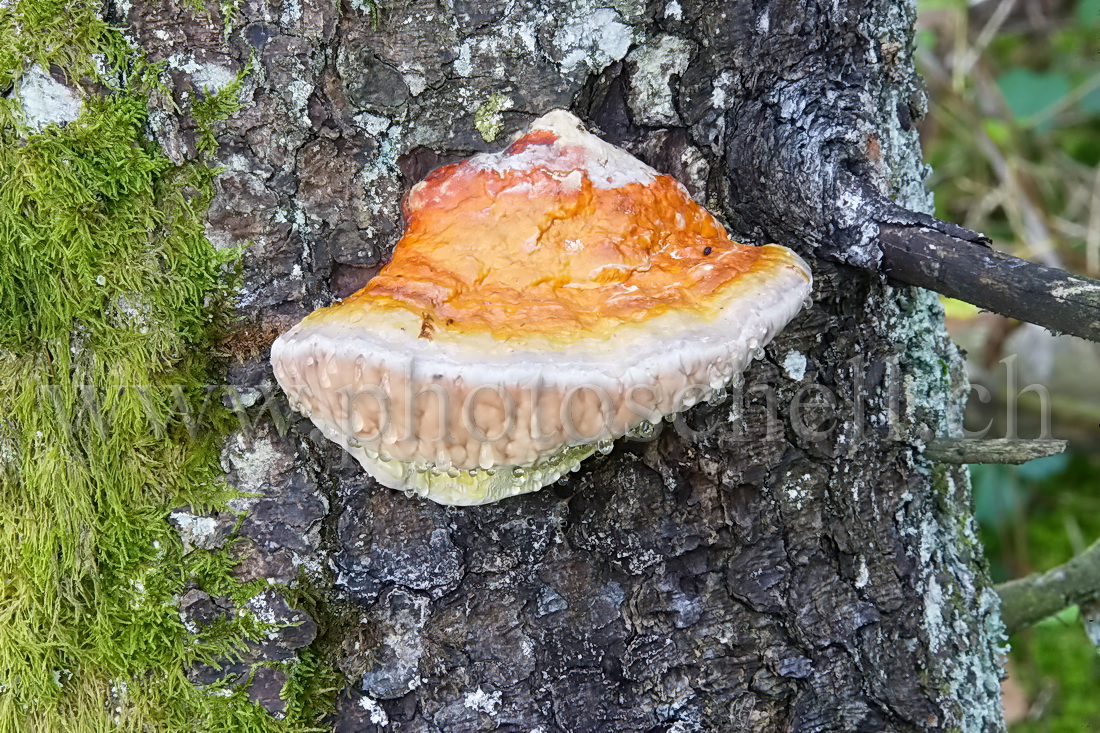 Polypore