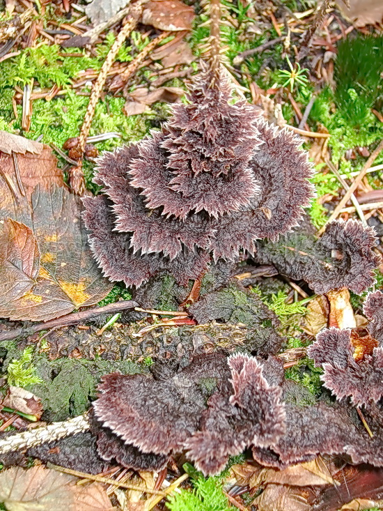 Champignon dentellé