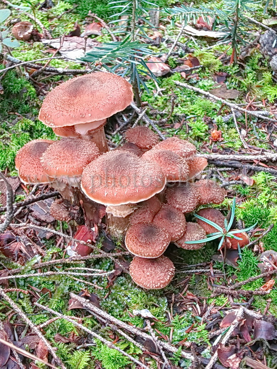 Champignons