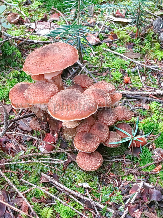 Champignons