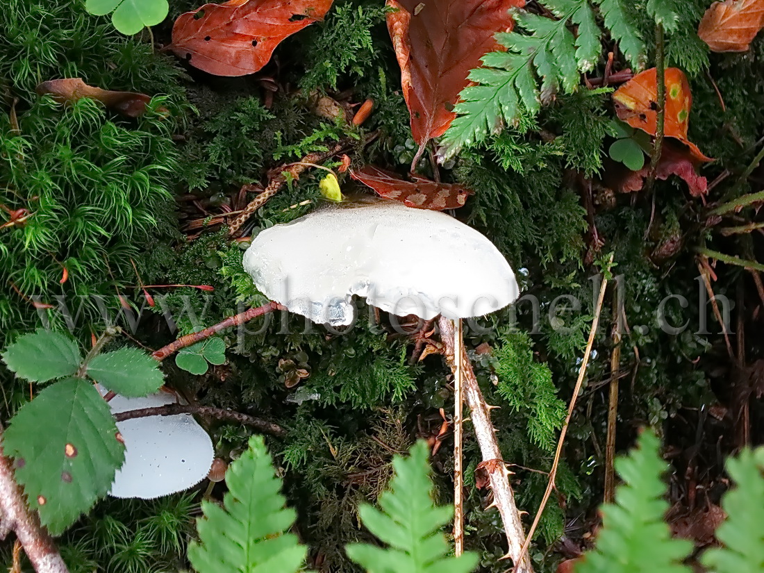 Champignons en partie transparents