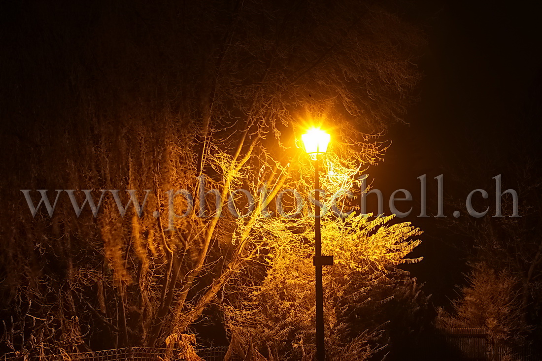 Les lumières de Marsens illuminent les branches givrées