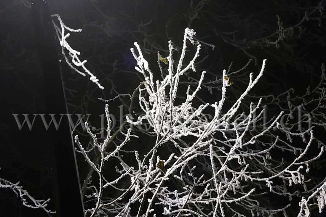 Les lumières de Marsens illuminent les branches givrées