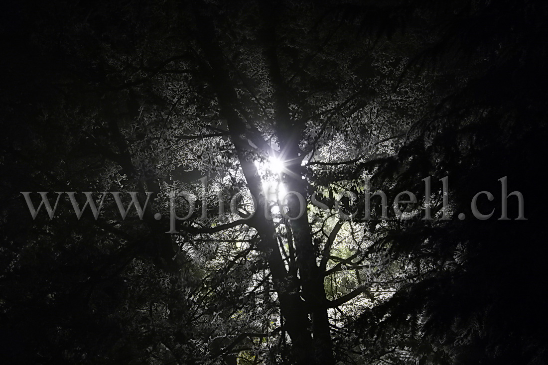 Les lumières de Marsens illuminent les branches givrées