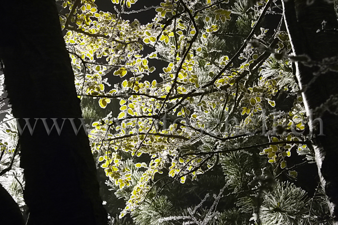 Les lumières de Marsens illuminent les branches givrées