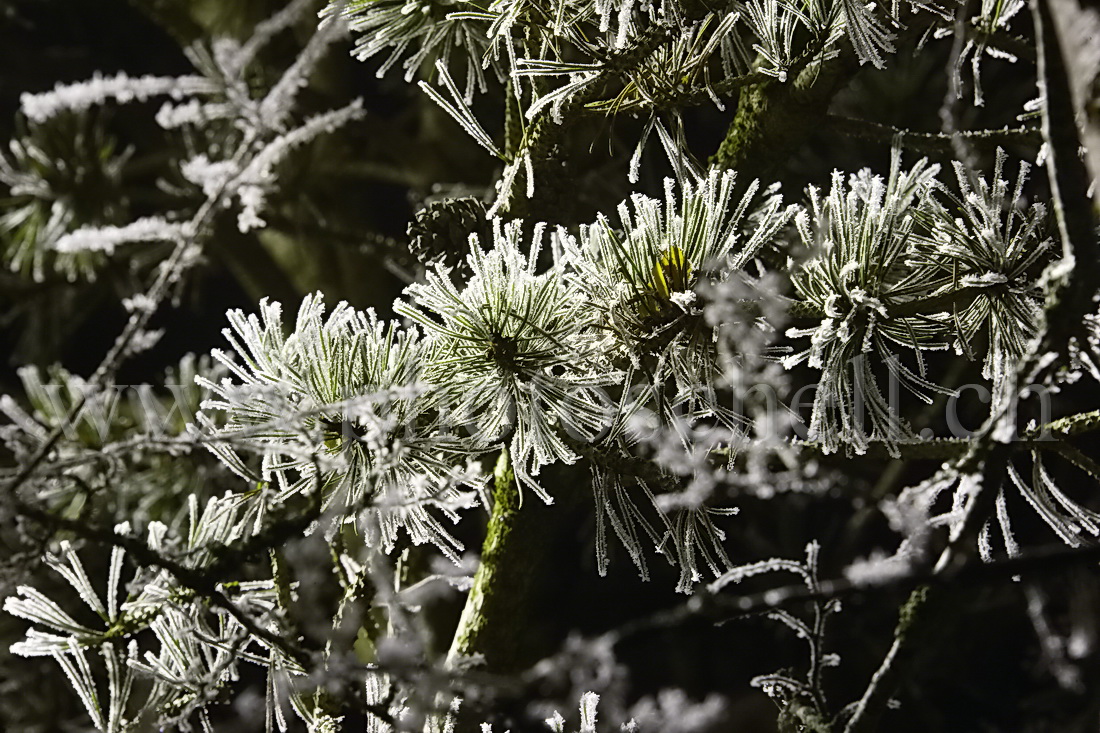 Les lumières de Marsens illuminent les branches givrées