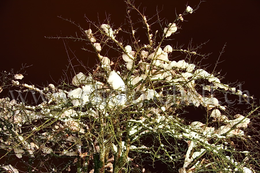 Neige dans un arbuste la nuit