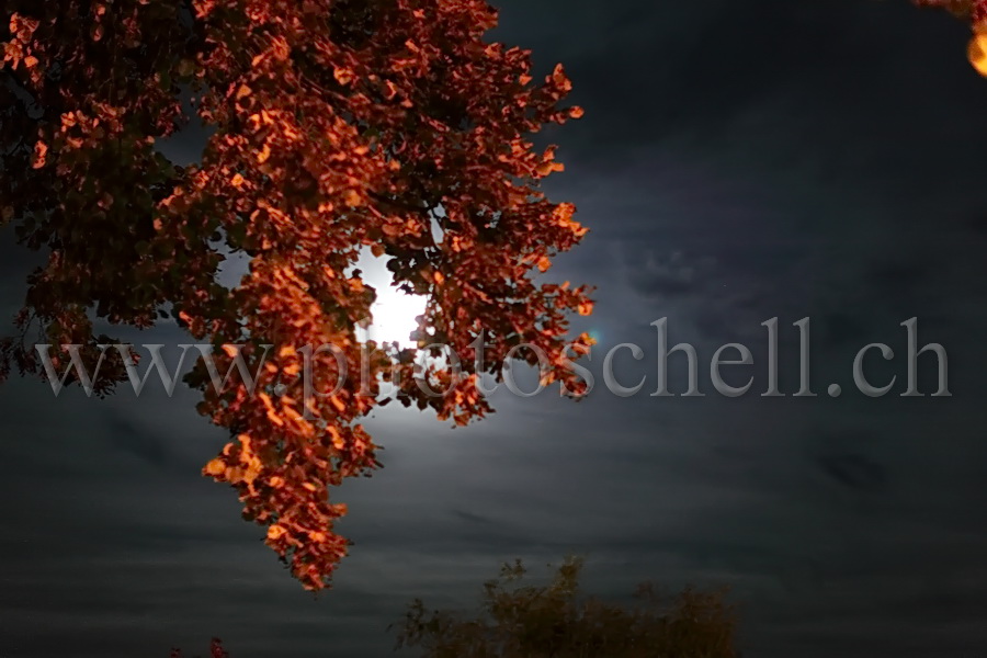 Pleine lune derrière les feuilles d'automne