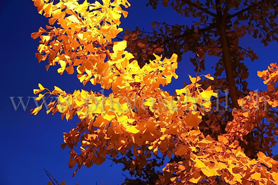 Feuilles d'automne la nuit