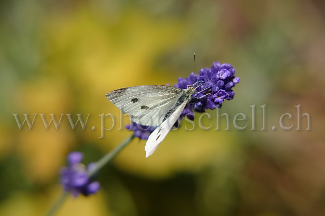 Papillon sur la lavande