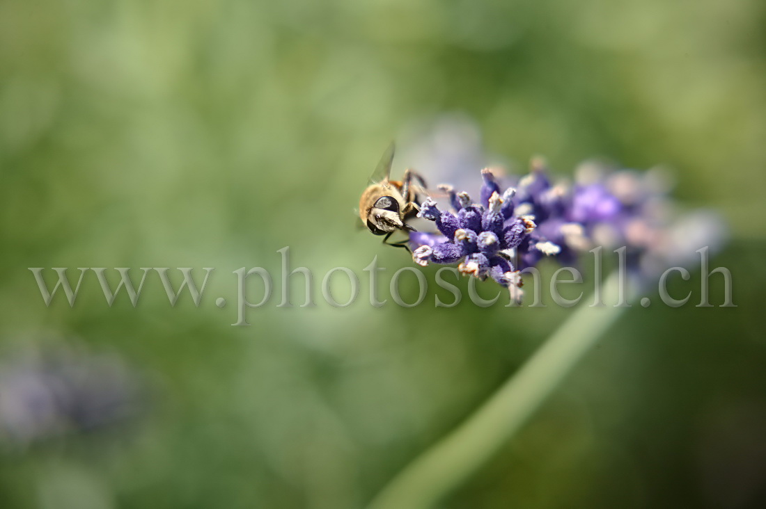 Mouche sur la lavande