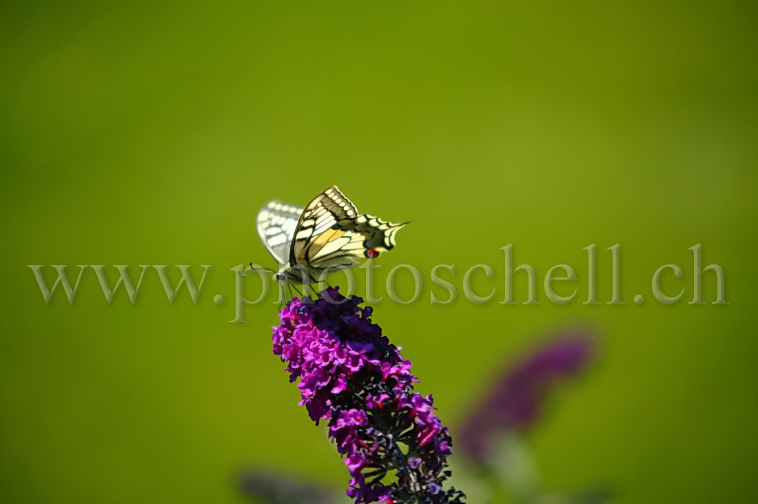 Papillon sur un arbre à papillon