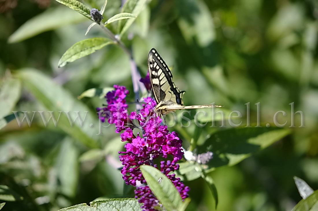 Papillon sur un arbre à papillon