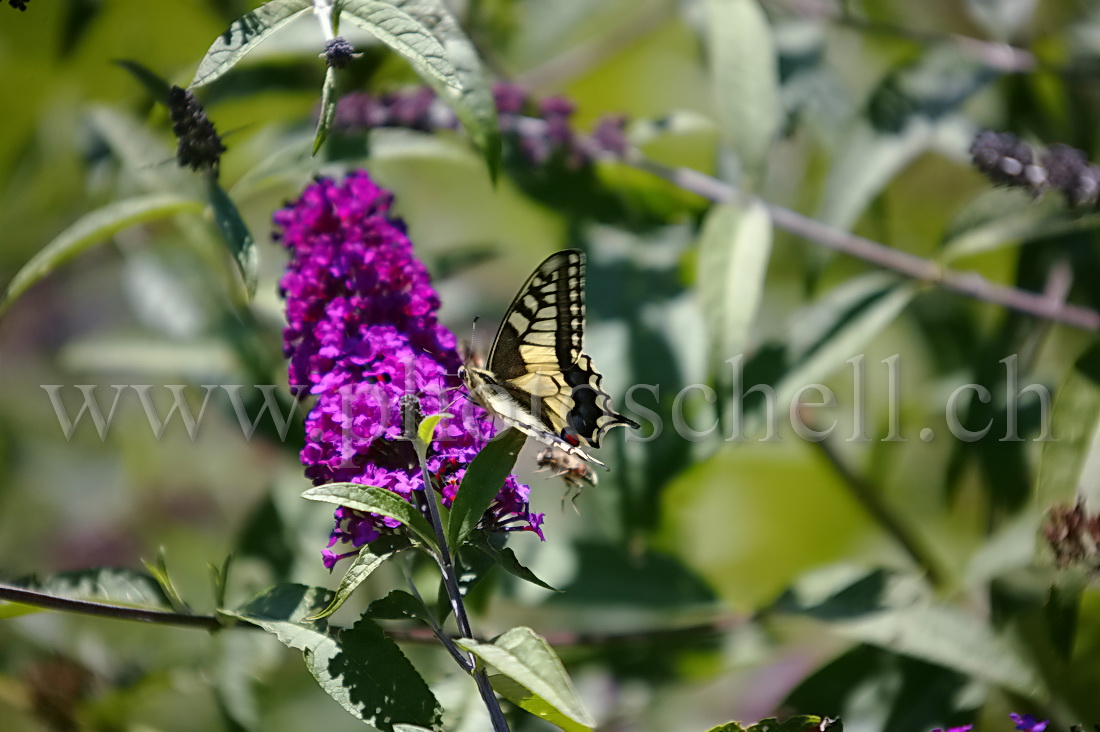 Papillon sur un arbre à papillon