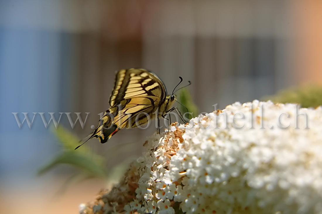 Papillon sur un arbre à papillon