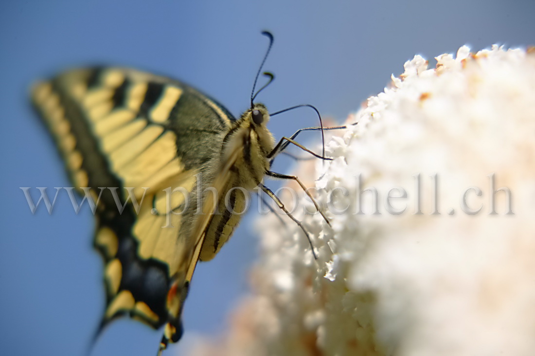 Papillon sur un arbre à papillon