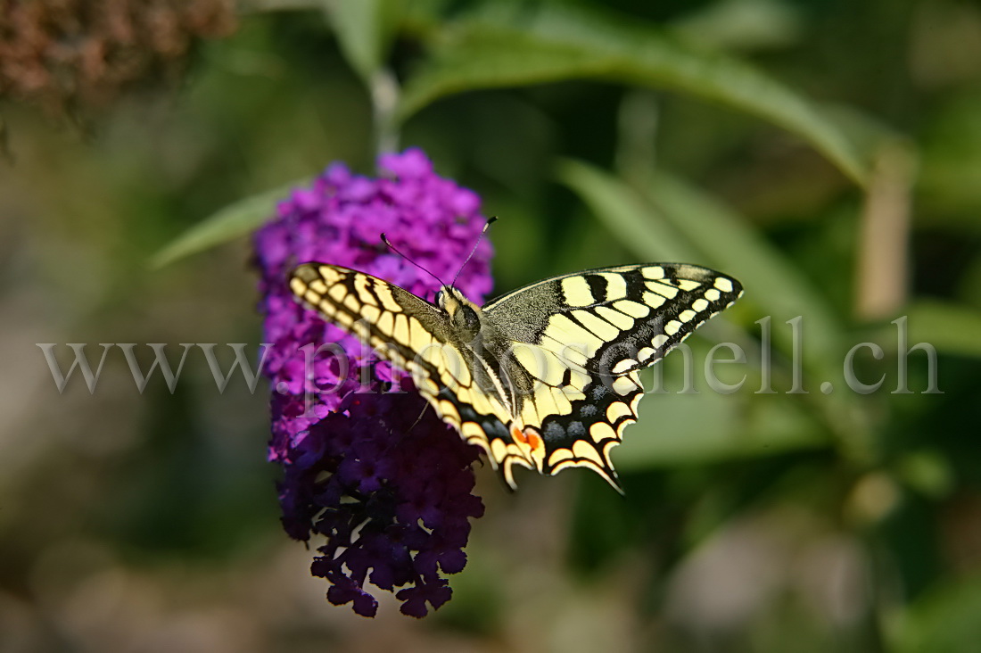 Papillon sur un arbre à papillon