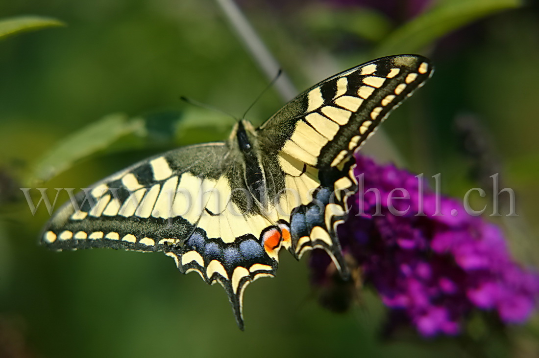 Papillon sur un arbre à papillon