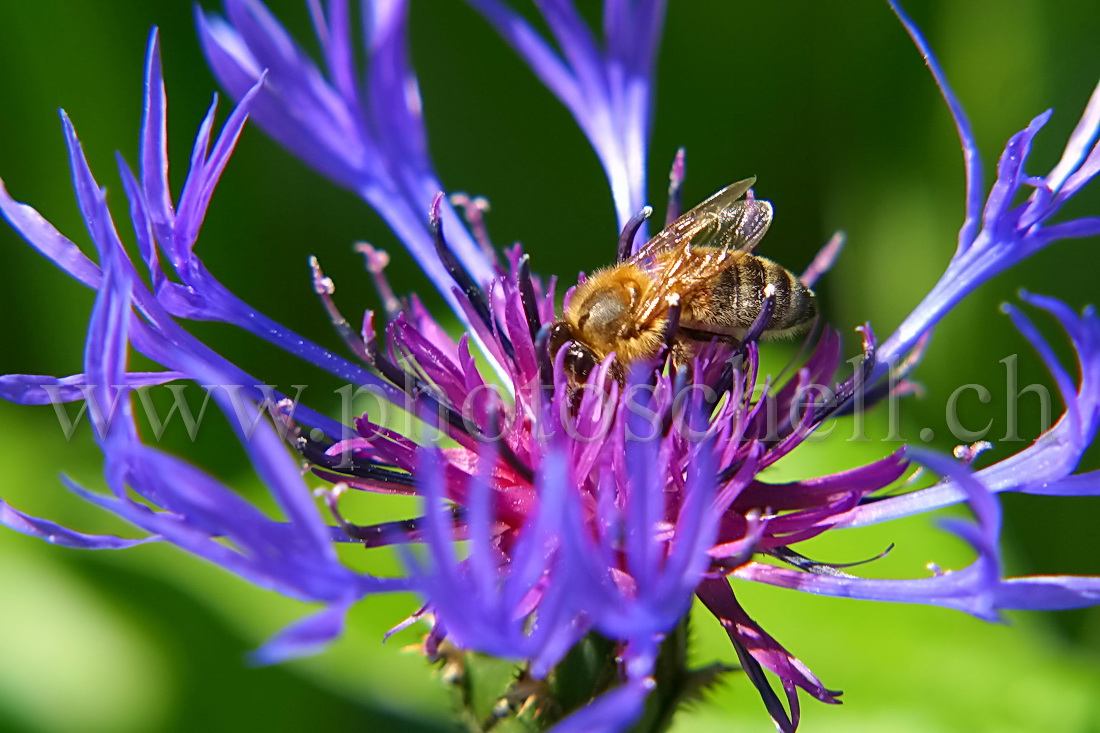 Abeille butinant un bleuet