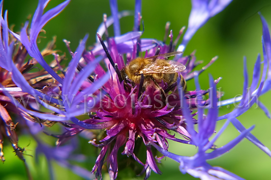 Abeille butinant un bleuet