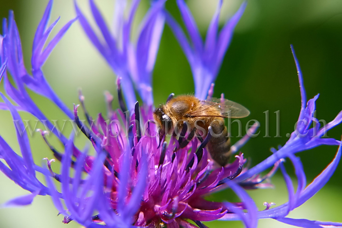 Abeille butinant un bleuet