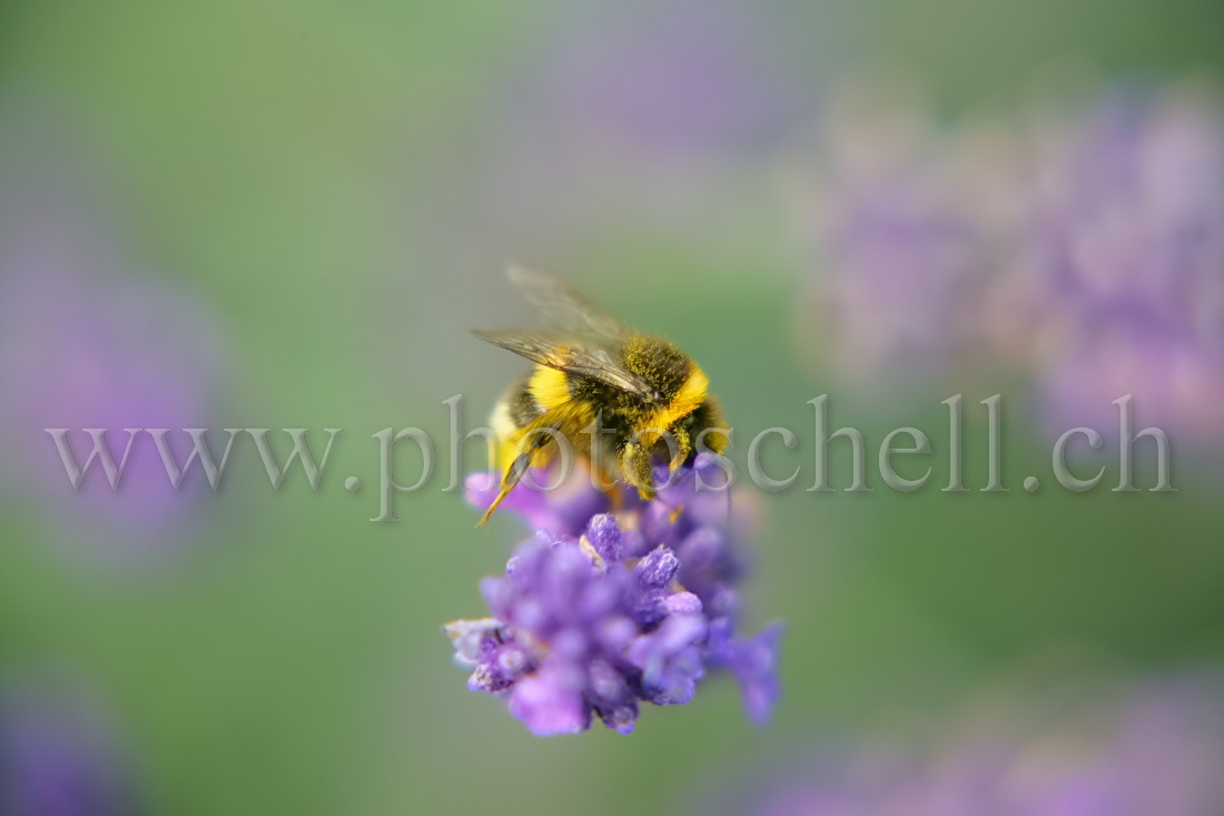 Bourdon plein de pollen sur une fleur de lavande