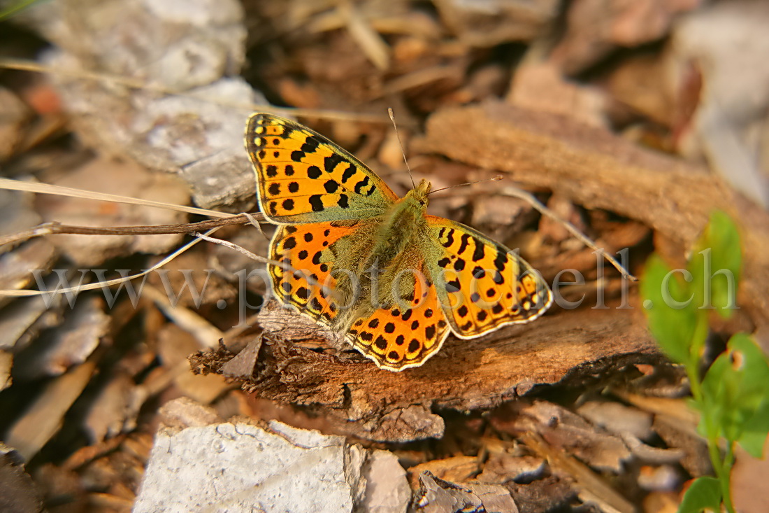 Papillon sur l'écorce