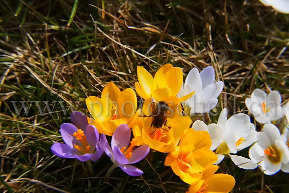 Abeille butinant un crocus