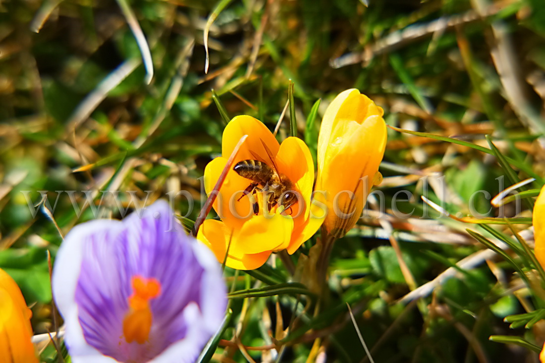 Abeille plongeant pour butiner un crocus