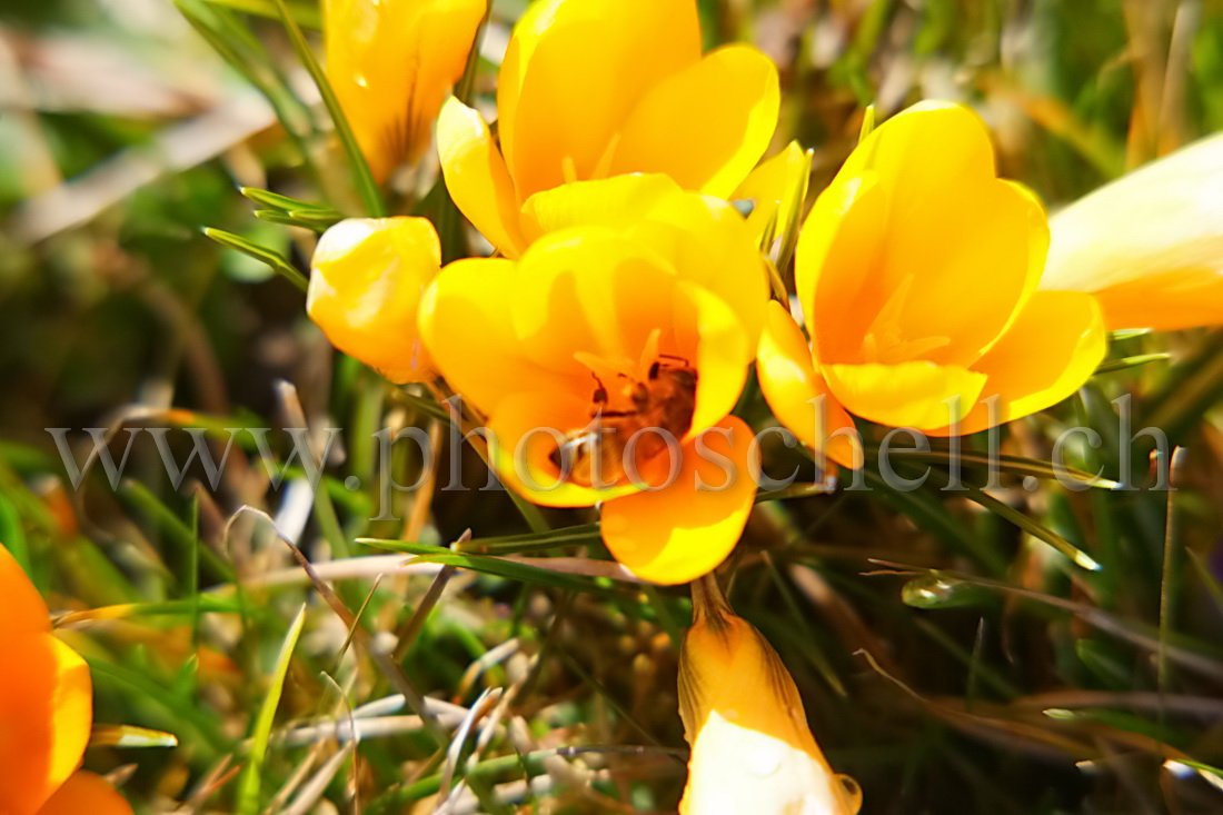 Abeille enfouie dans un crocus