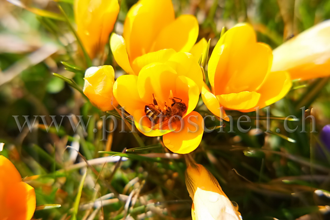 Abeille enfouie dans un crocus