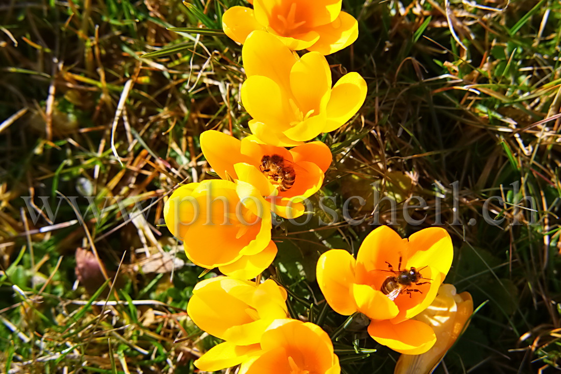 Abeilles enfouies dans des crocus