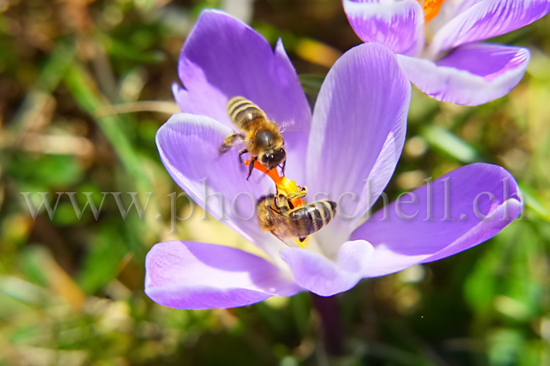 Deux abeilles pour un seul crocus